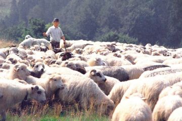 Bacówka Łapsze Niżne-Nowiny - regionalne - bacówka - Łapsze Niżne