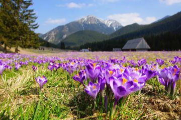 Dolina Chochołowska - doliny - dolina - Tatry