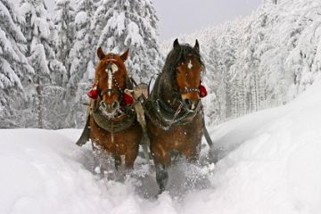 Snow Dream - kuligi - kuligi - kulig - Bukowina Tatrzańska