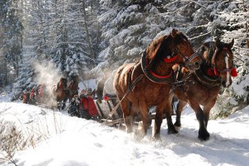 Janosik Travel Kulig Dolina Chochołowska - kuligi - kulig - Zakopane