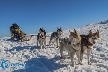 Psie zaprzęgi Wataha Tatry - dla aktywnych - psie zaprzęgi - Zakopane