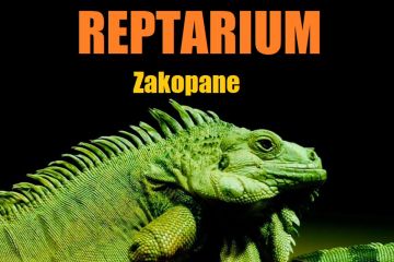 Zwierzęta Egzotyczne - Gady - Reptarium Zakopane - dla dzieci - ze zwierzętami - Zakopane