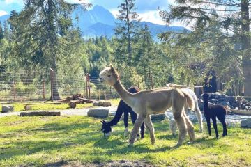 Tatrzańskie ZOO - dla dzieci - ze zwierzętami - Zakopane